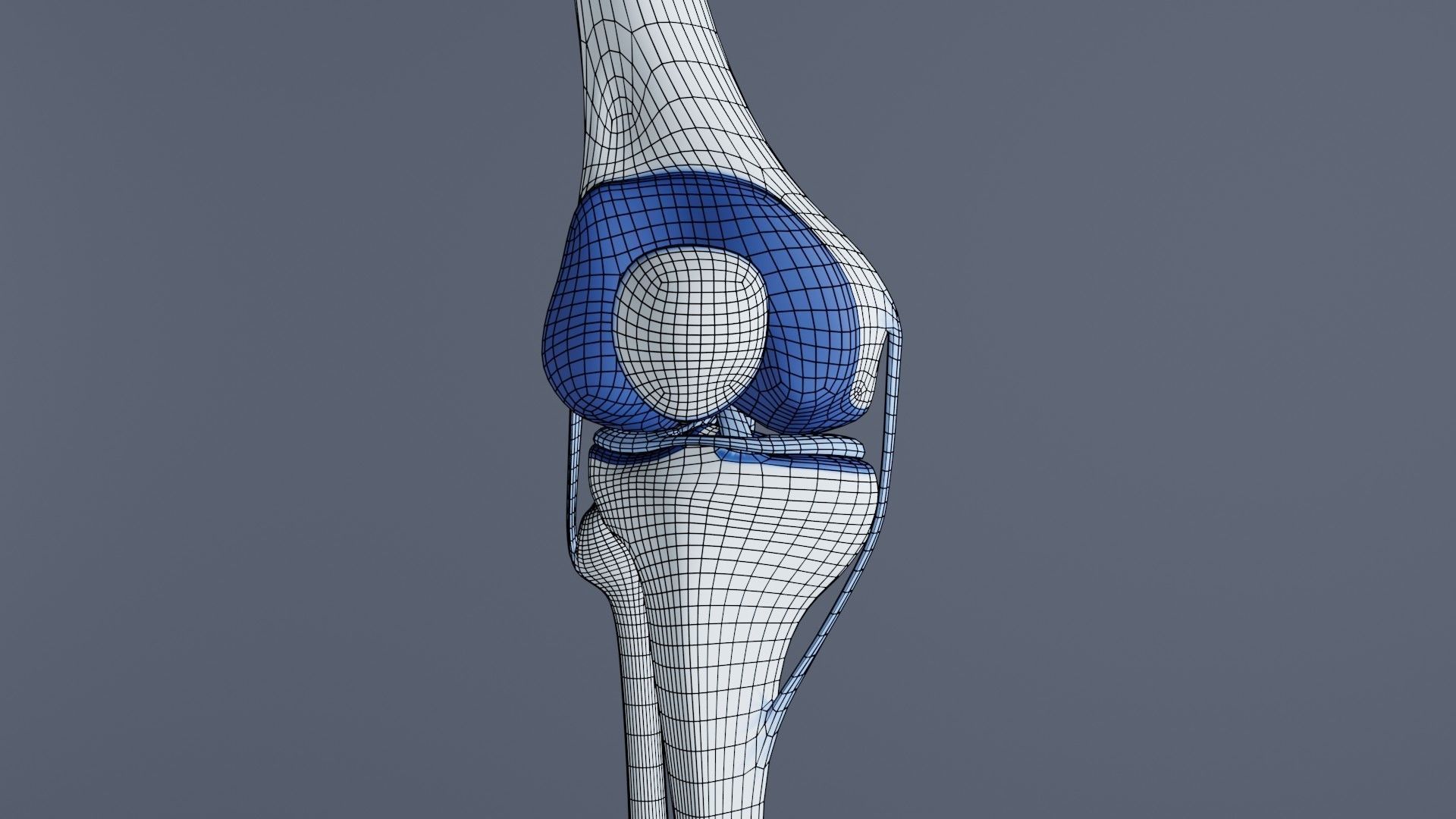 Knee Joint 3D model_32