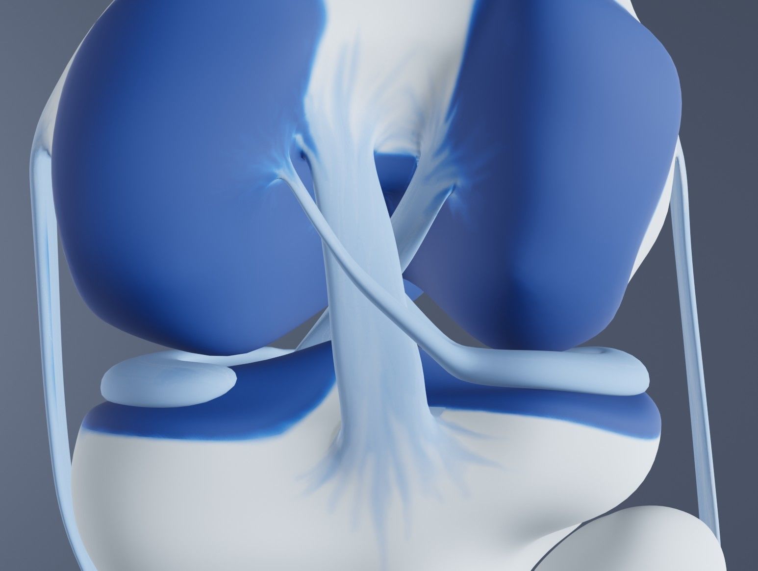 Knee Joint 3D model_13