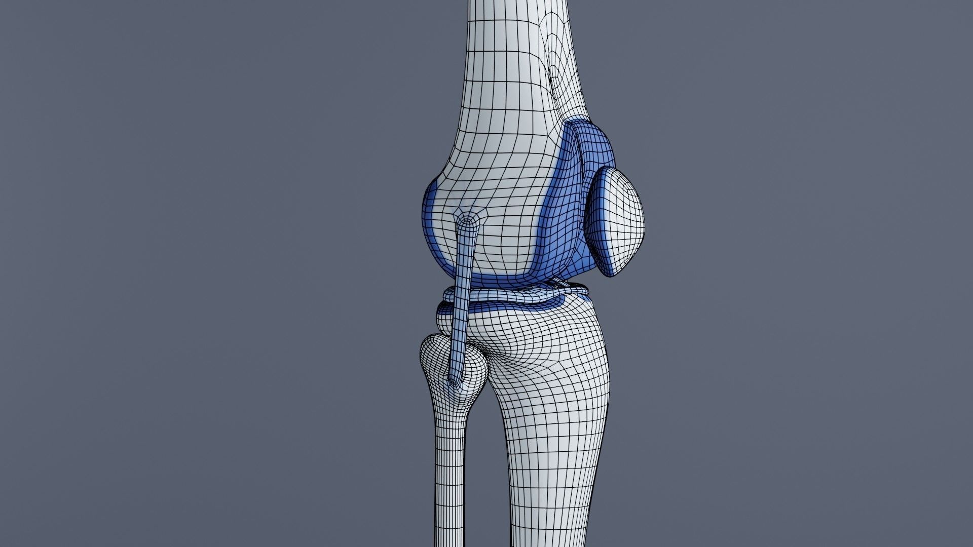 Knee Joint 3D model_28