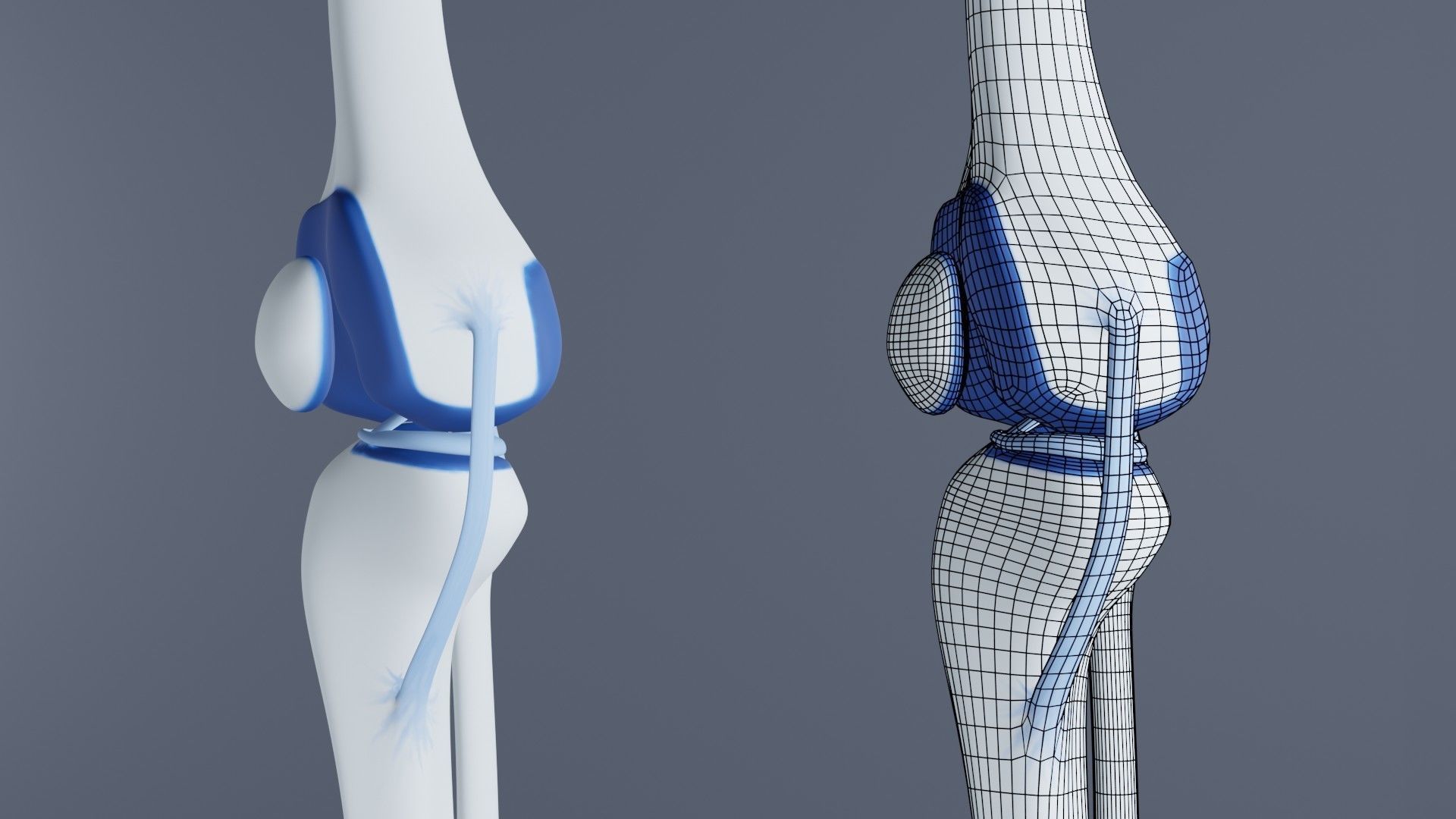 Knee Joint 3D model_8