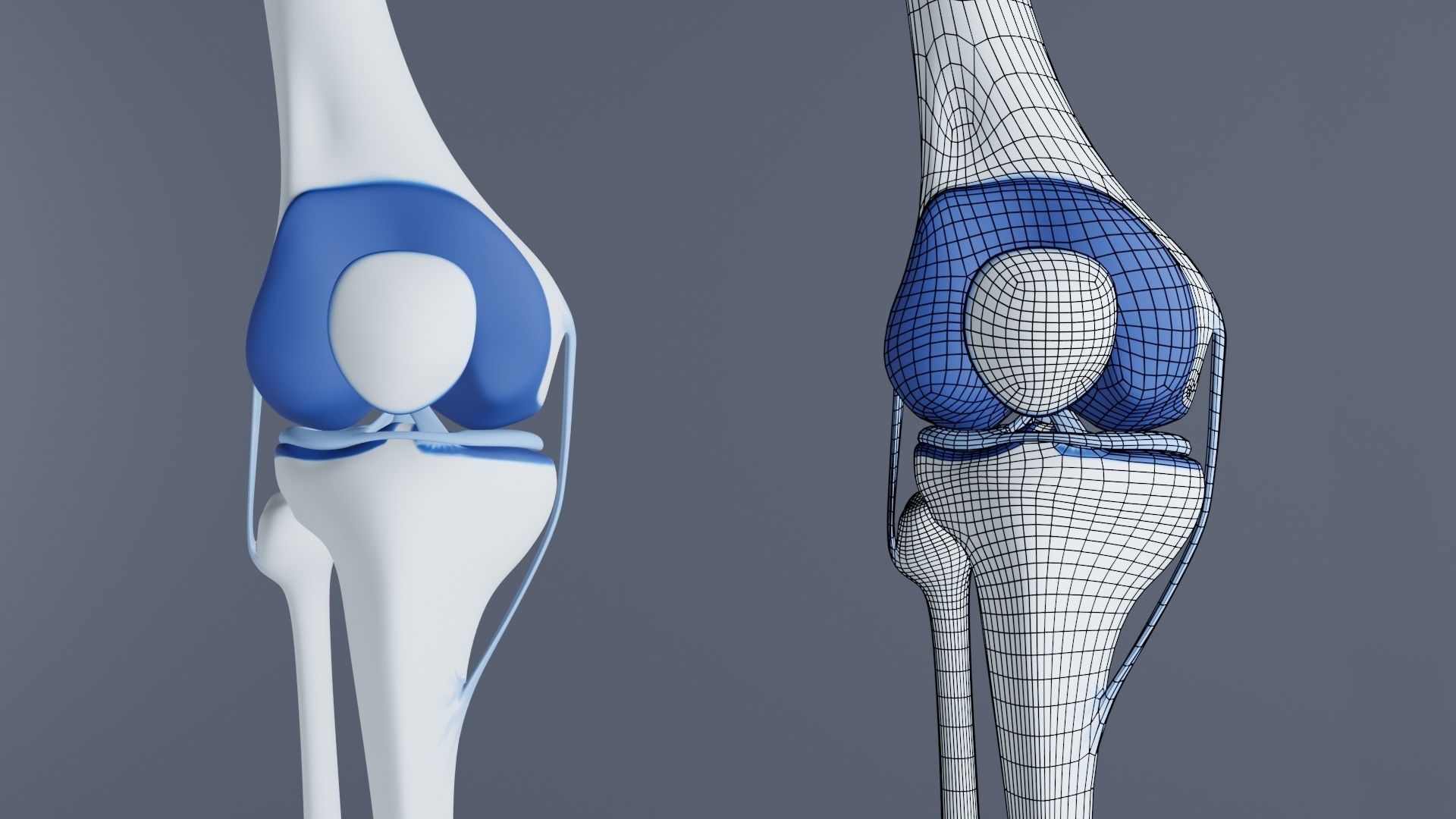 Knee Joint 3D model_10