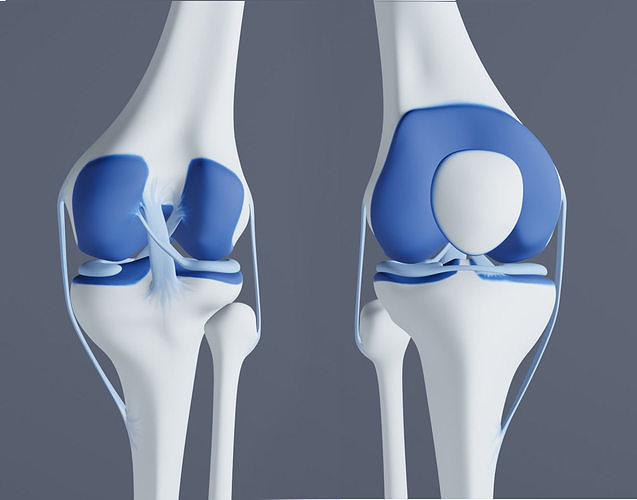 Knee Joint 3D model