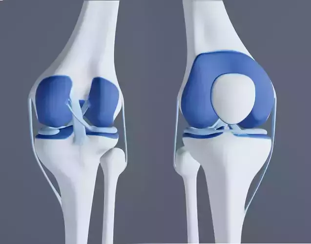 Knee Joint 3D model