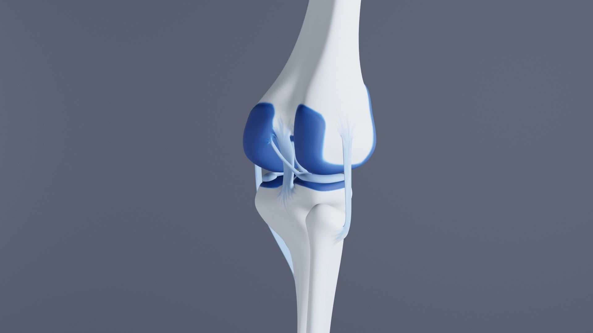 Knee Joint 3D model_23