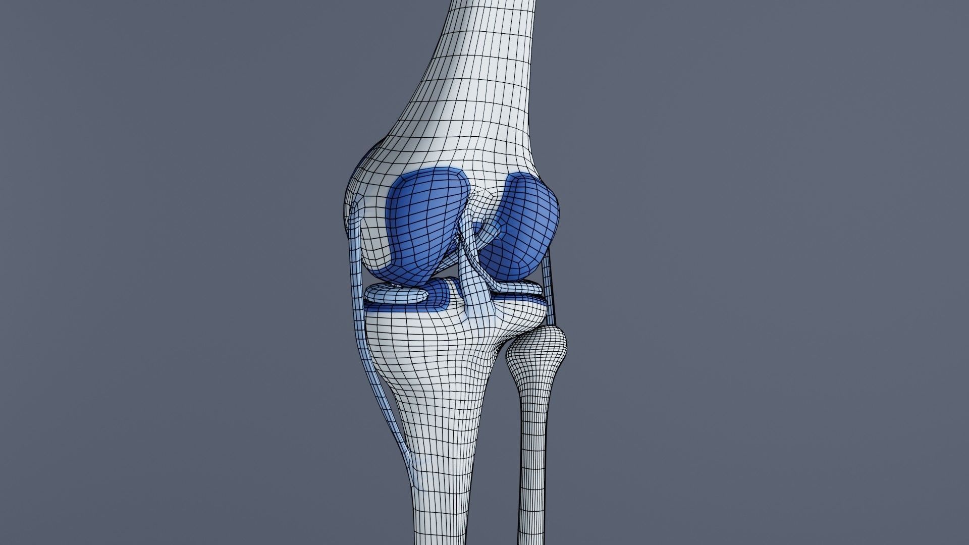 Knee Joint 3D model_30