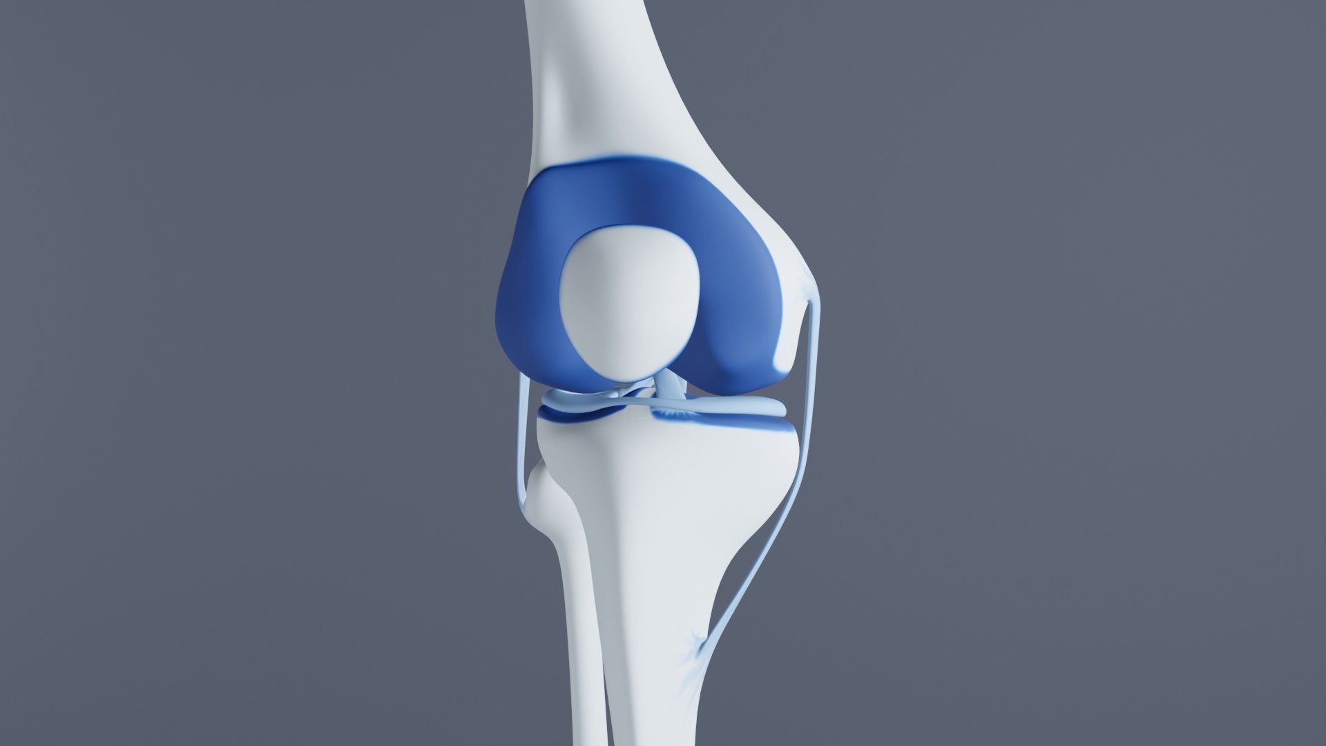 Knee Joint 3D model_26