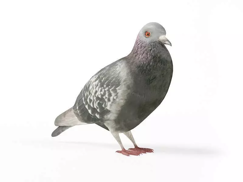 Grey Pigeon 3D model_0