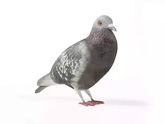 Grey Pigeon
