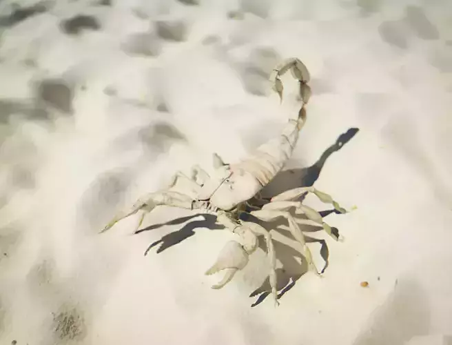 Scorpion on Desert Low-poly 3D model