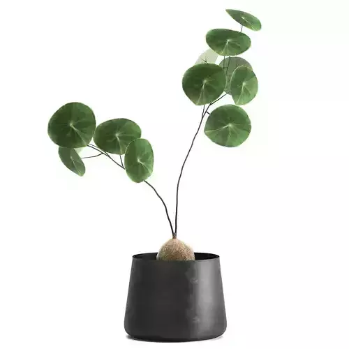 Stephania erecta in a pot for the interior 895