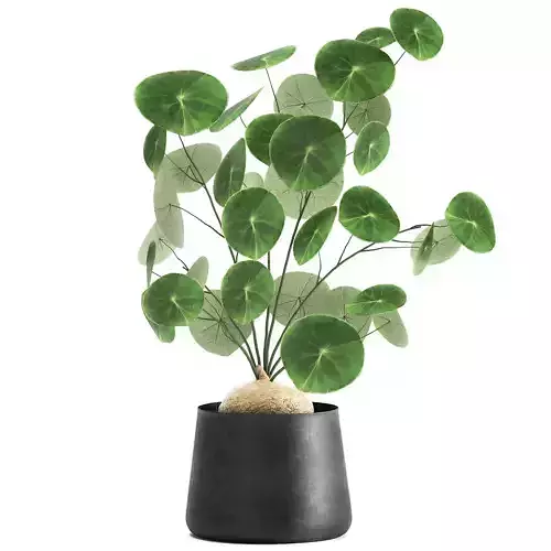 Stephania erecta in a pot for the interior 896