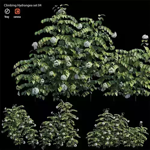 Climbing Hydrangea set 04 