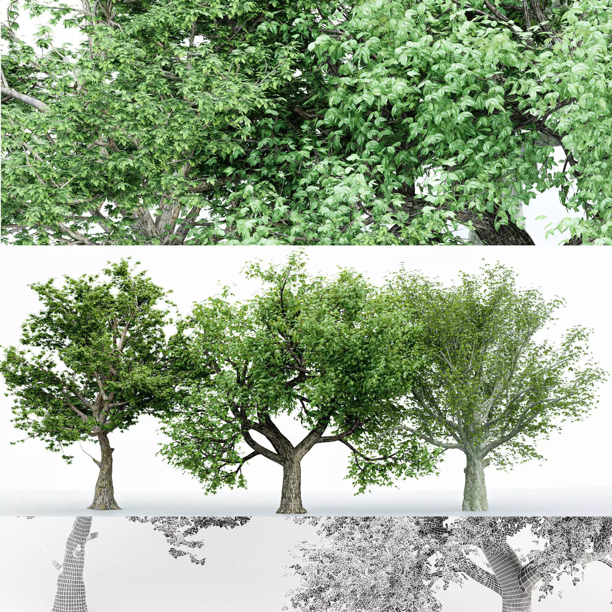 3 Different tree tree collection 3 trees Models in the scene 3D model