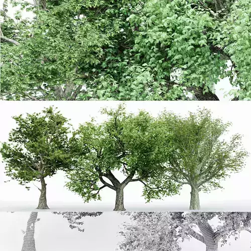 3 Different tree  tree collection 3 trees Models in the scene 3D model