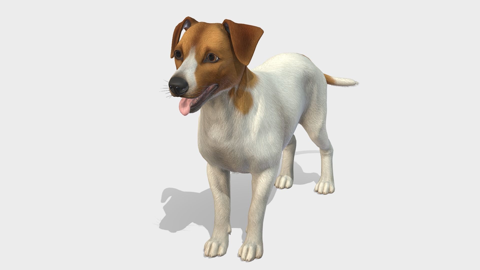 Dog - Jack Russell Terrier Low-poly 3D model_2