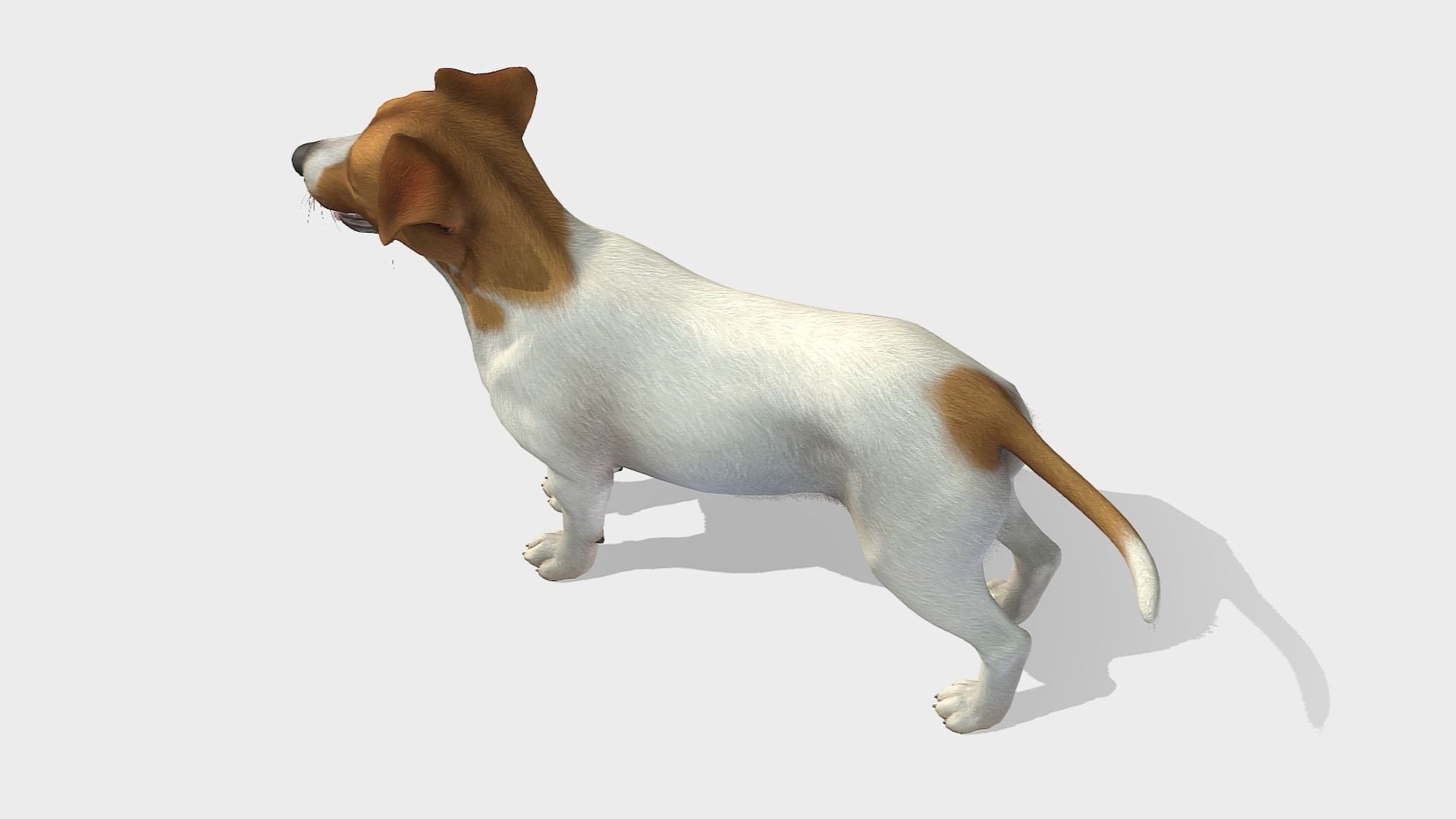 Dog - Jack Russell Terrier Low-poly 3D model_4