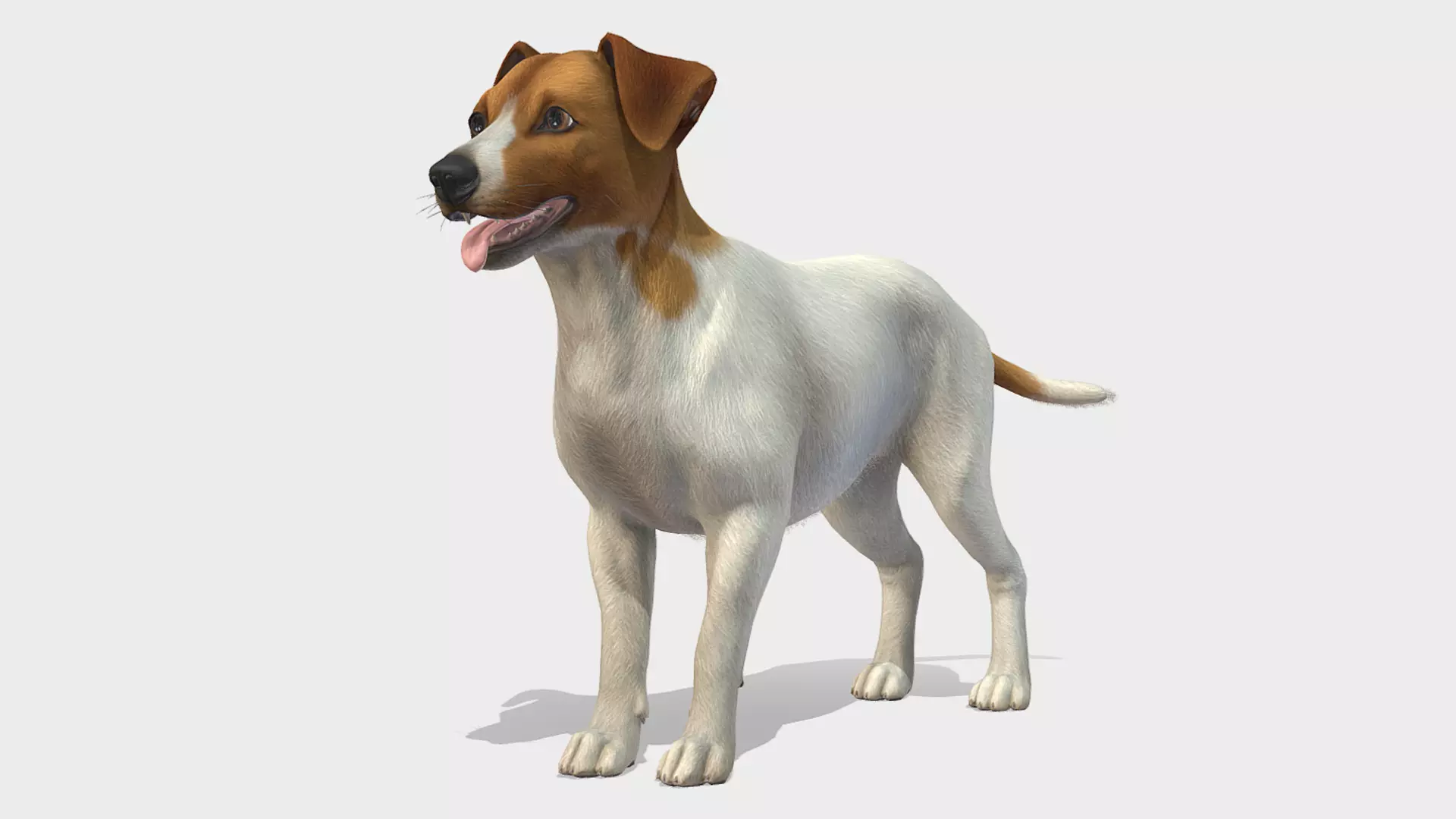 Dog - Jack Russell Terrier Low-poly 3D model_0