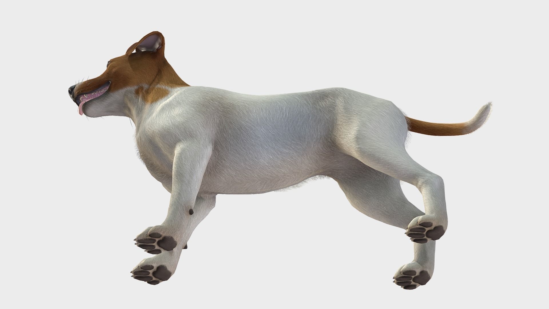 Dog - Jack Russell Terrier Low-poly 3D model_5