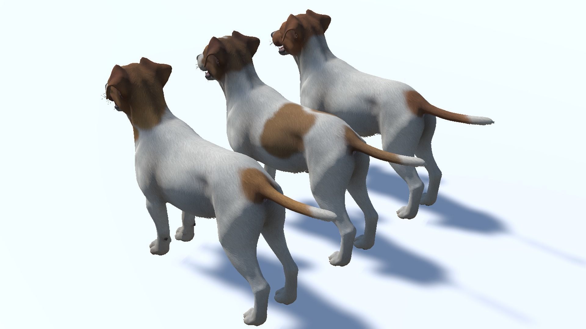 Dog - Jack Russell Terrier Low-poly 3D model_11