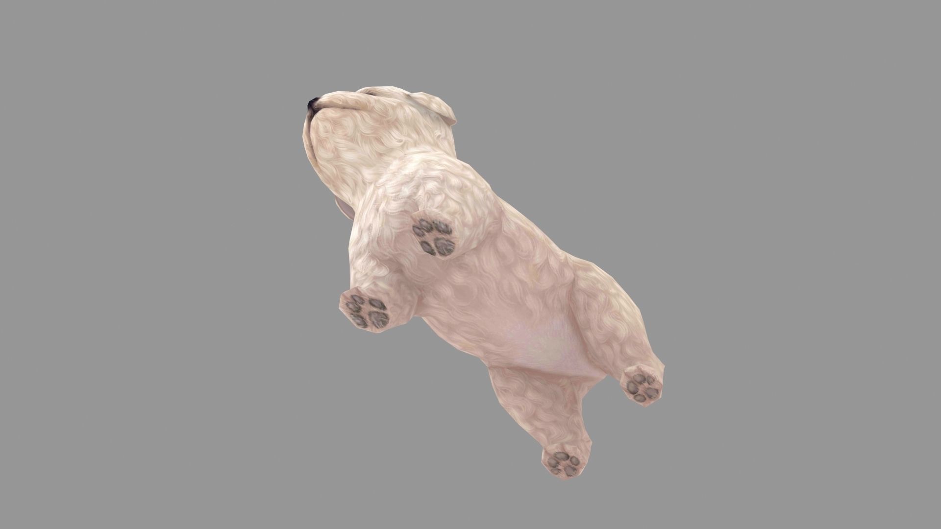 Cartoon pet puppy - Bichon - baby dog Low-poly 3D model_5