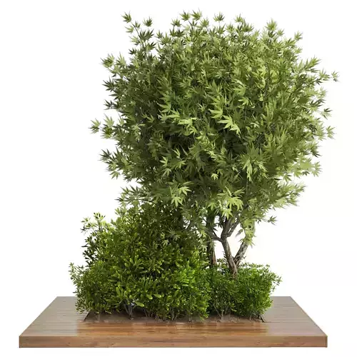 Collection Outdoor plant in garden wood pot 01