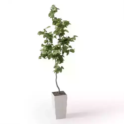 Small Potted Tree