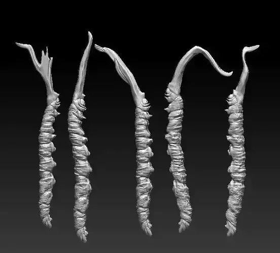 Ophiocordyceps sinensis  Cordyceps sinensis 3D print model