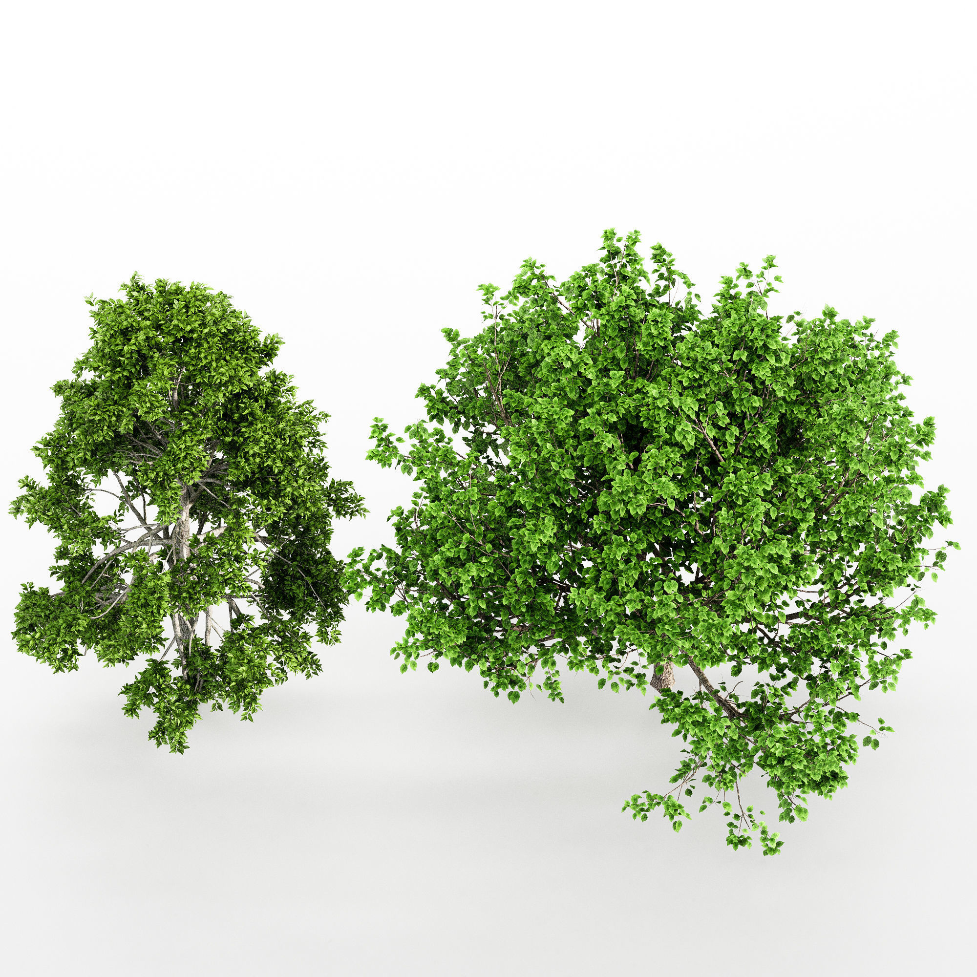 Black Gum Bradford Pear tree collection 2 trees in the scene 3D model_2