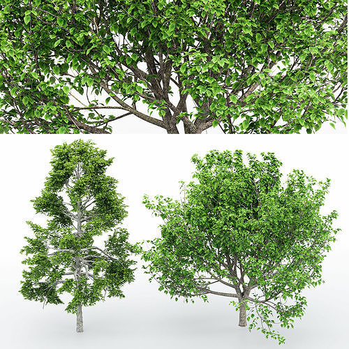 Black Gum Bradford Pear tree collection 2 trees in the scene 3D model