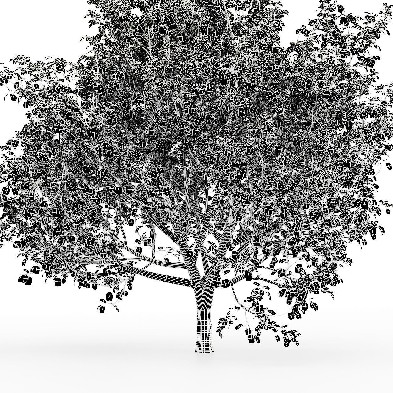 Black Gum Bradford Pear tree collection 2 trees in the scene 3D model_3
