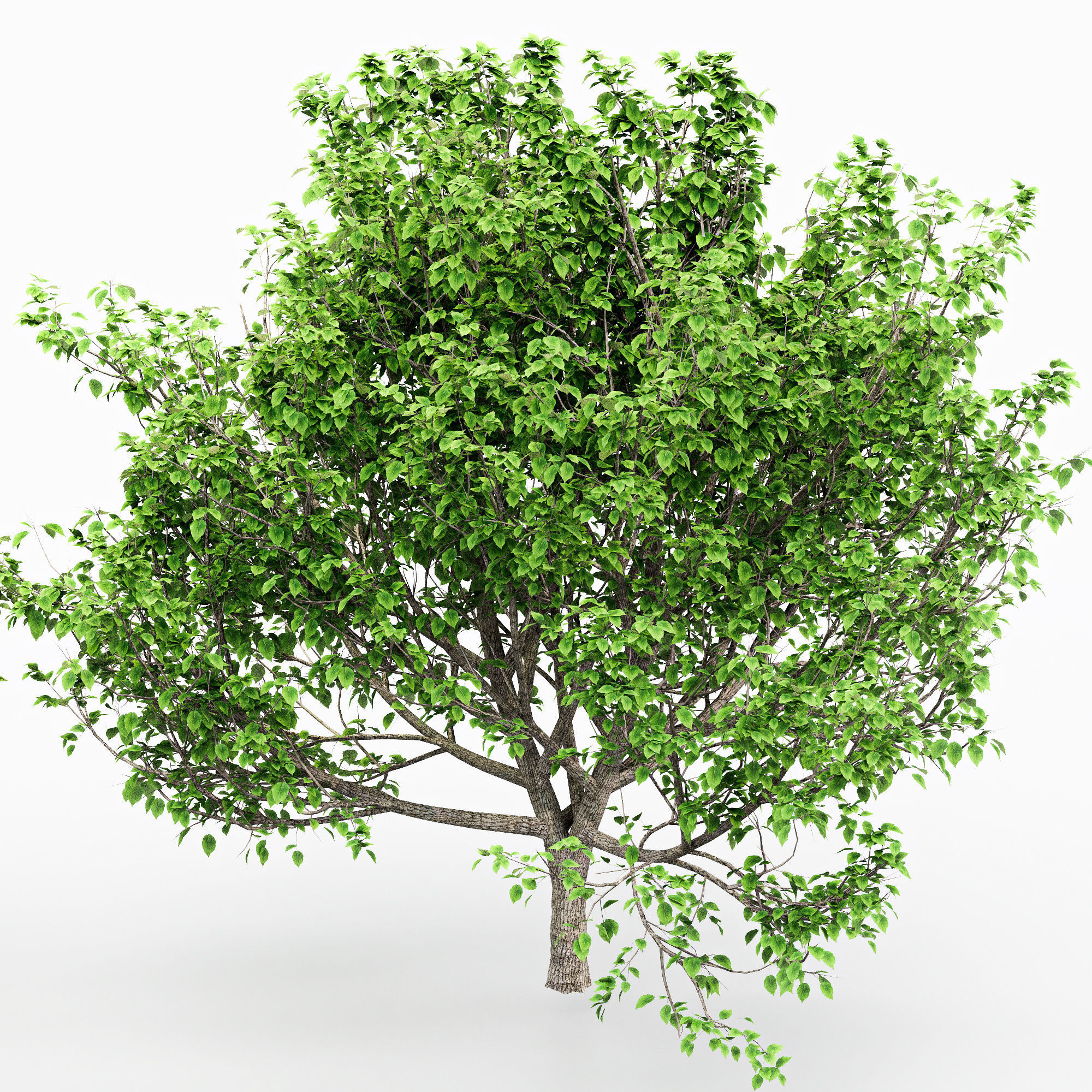 Black Gum Bradford Pear tree collection 2 trees in the scene 3D model_1