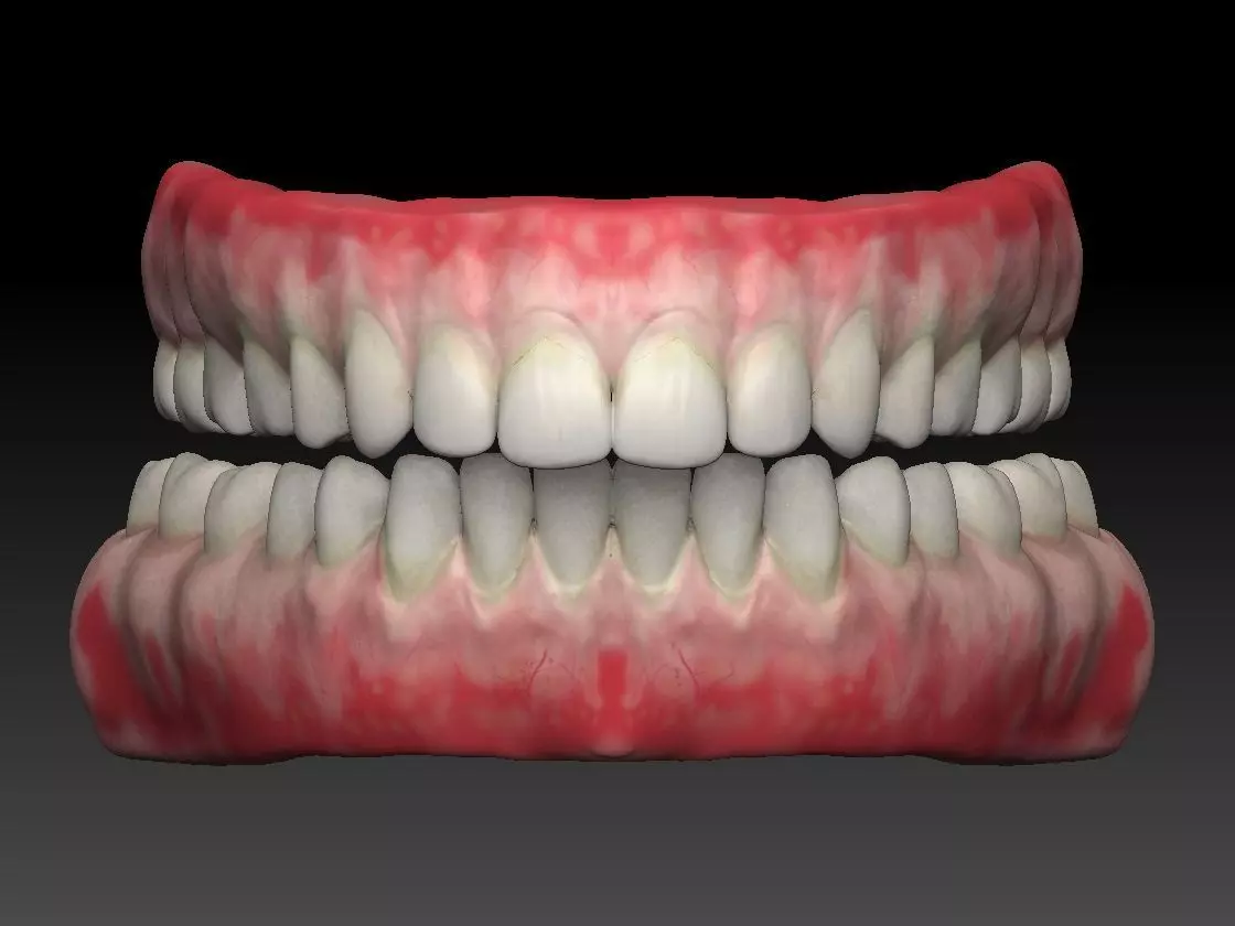 tooth human mouth with teeth and gums 3D model