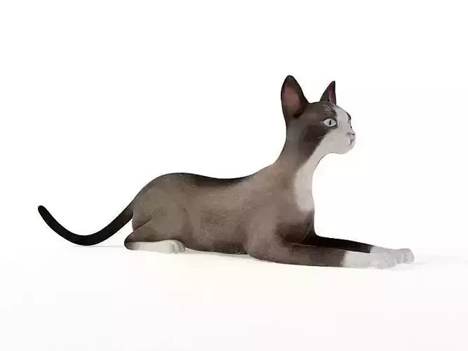 Brown White Cat