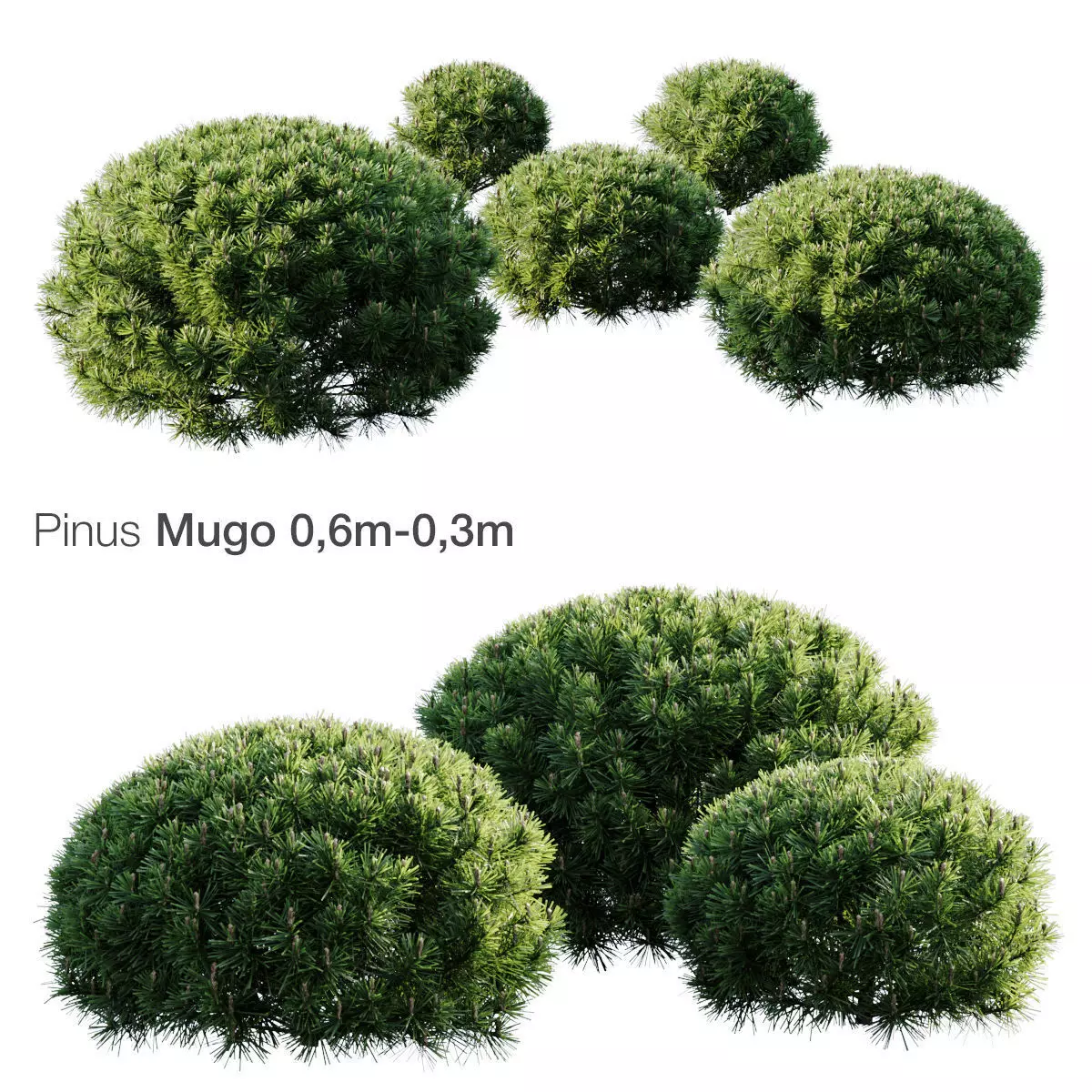 Pine Mugo 3D model