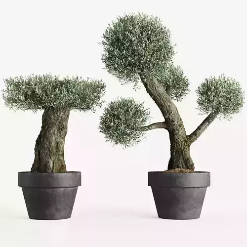 Formed Olive Trees 3D model