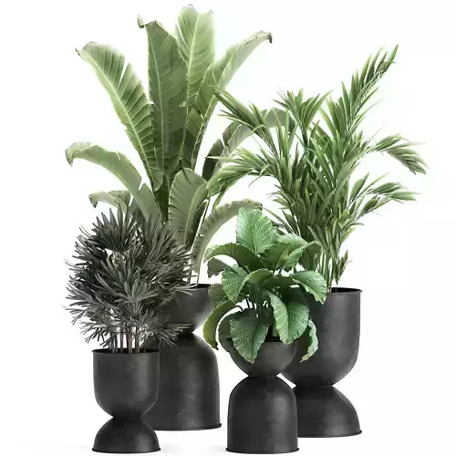 Houseplants in a pot for the interior 897