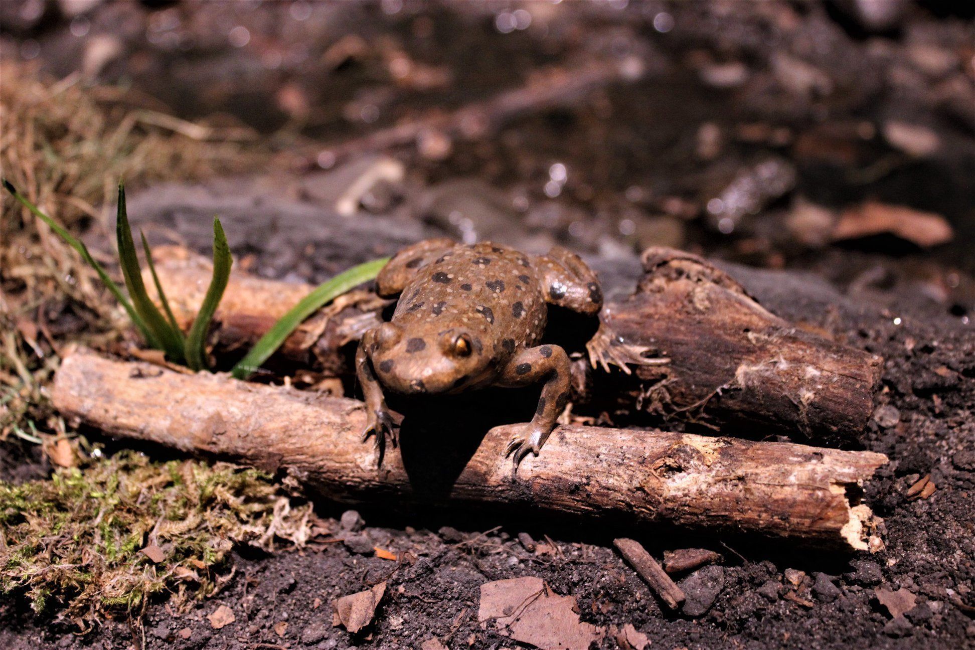 Bombina Variegata Fire-bellied mountain toad frog 3d printing  3D print model_7