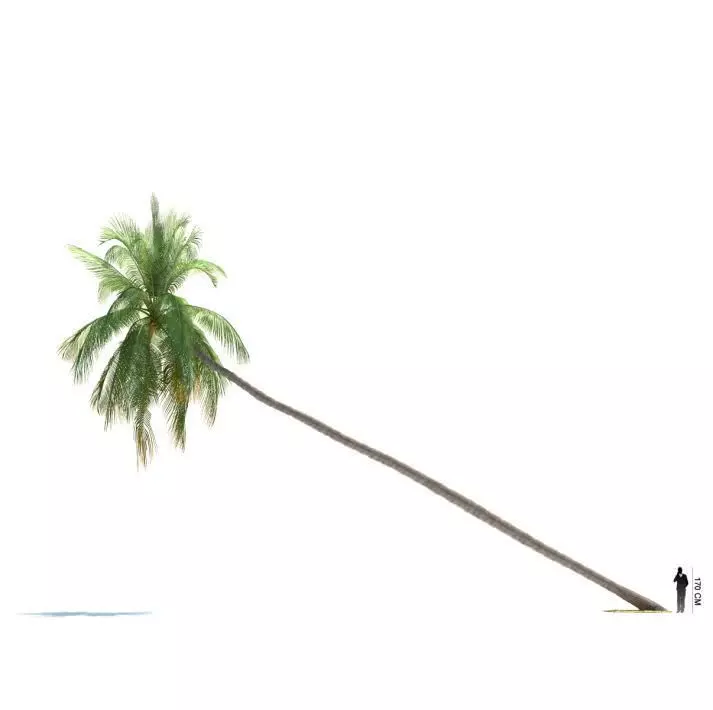 Crooked Palm Tree 3D model_0
