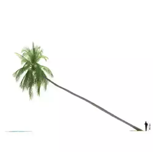 Crooked Palm Tree