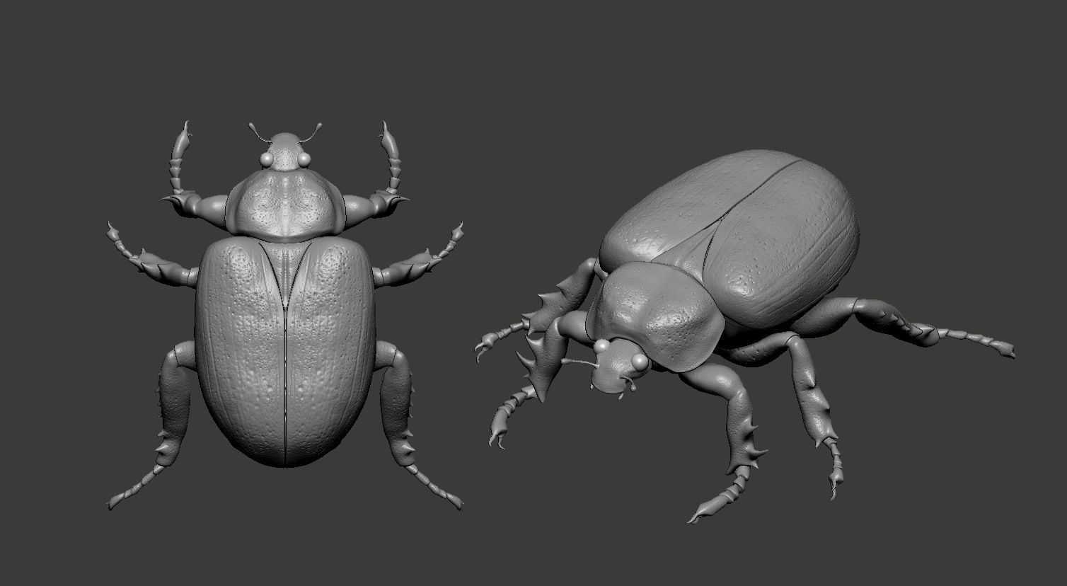 Insect Beetle STL 3D print model_2