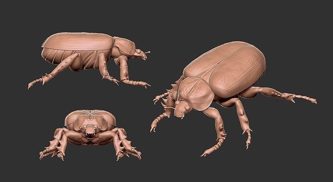 Insect Beetle STL 3D print model