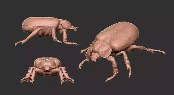 Insect Beetle STL