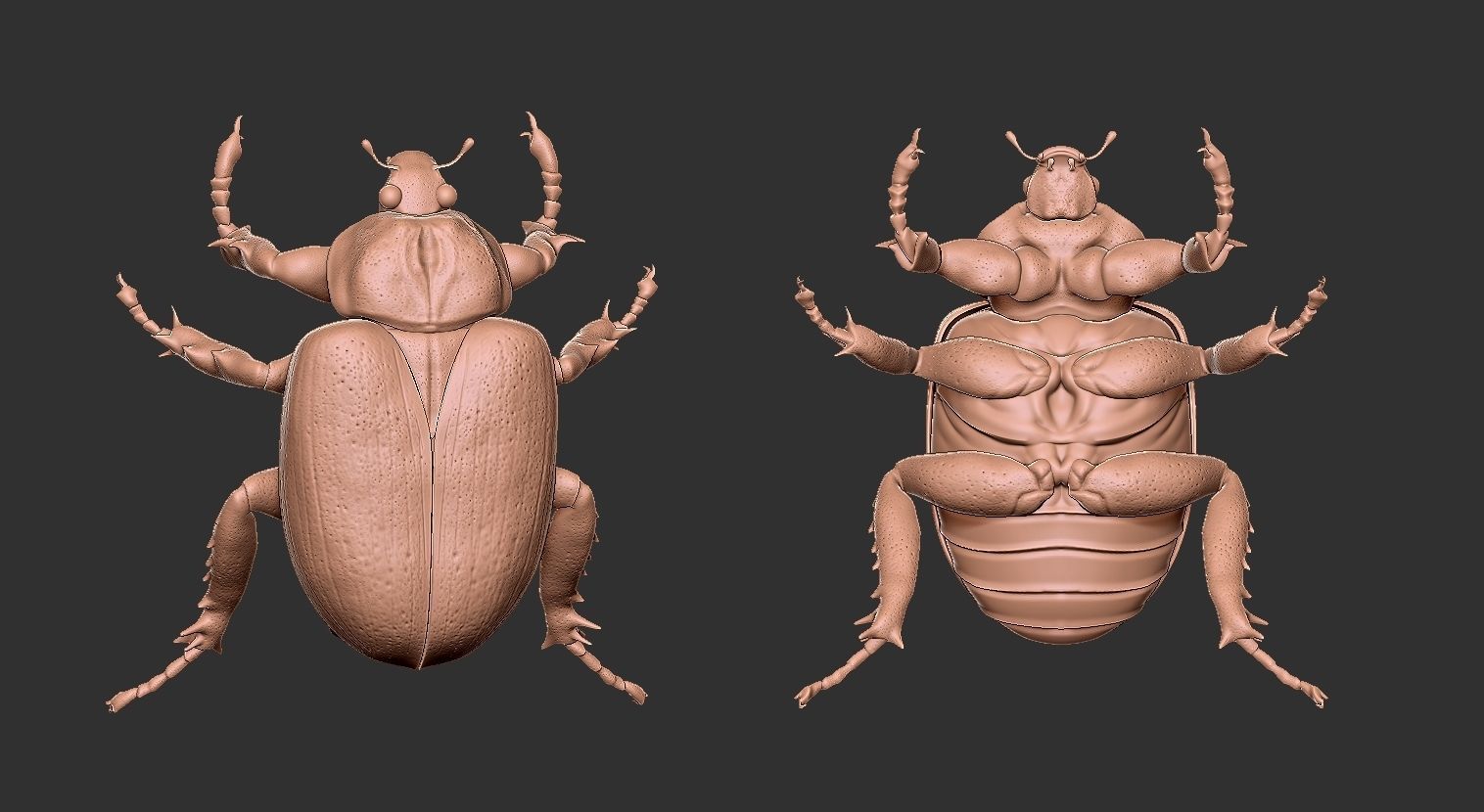 Insect Beetle STL 3D print model_3