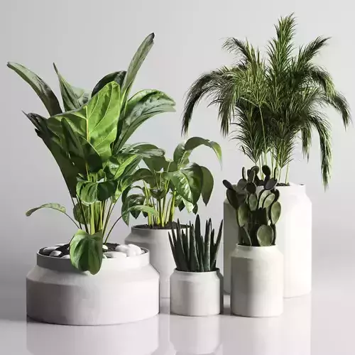 collection Indoor plant 33-concrate-vase