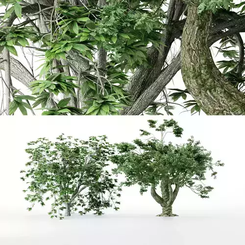 2 Different tree collection 2 trees Models in the scene Free 3D model