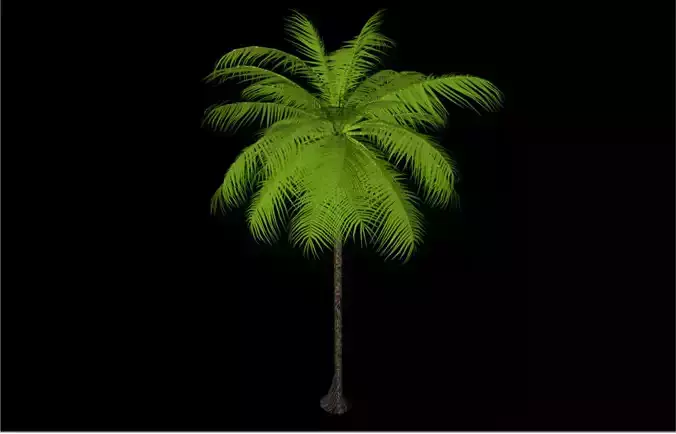 Palm tree