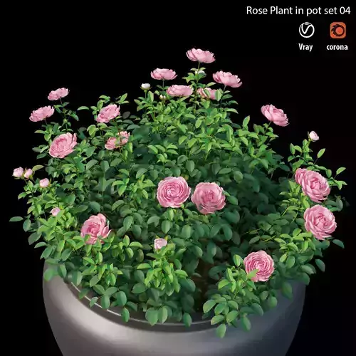 Rose Plant in pot set 04