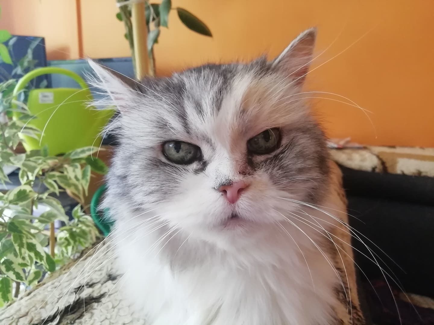 Cat Head 3D print model_6