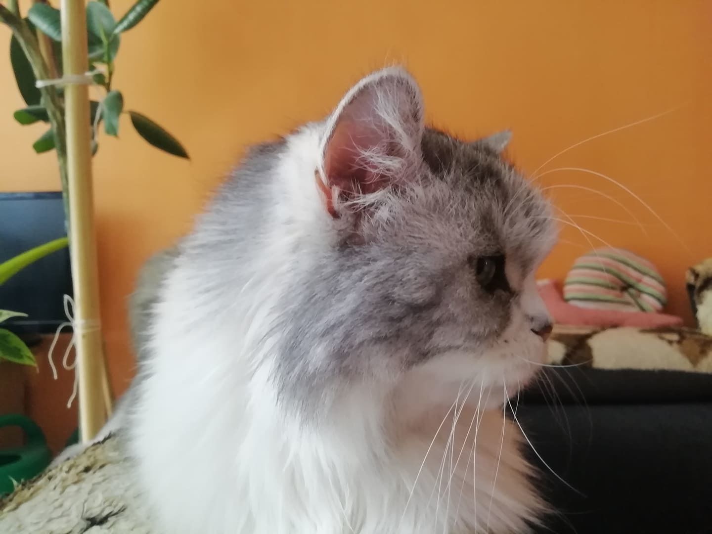 Cat Head 3D print model_8