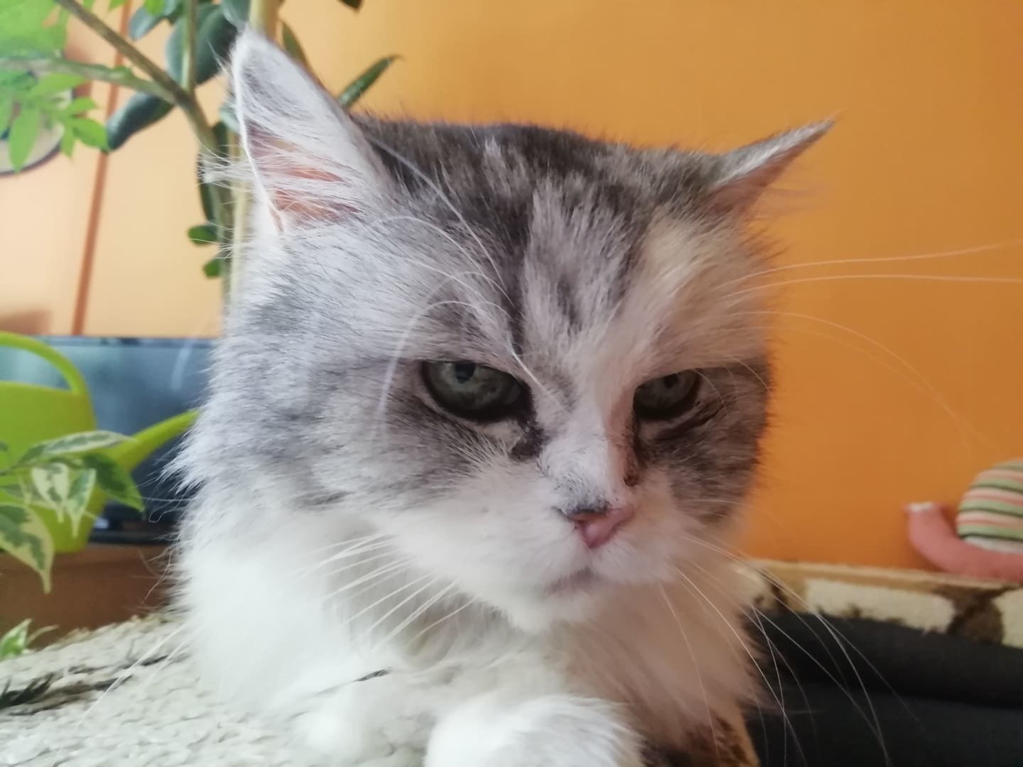 Cat Head 3D print model_7